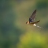 Vlastovka skalni - Hirundo daurica - Red-rumped Swallow 0197